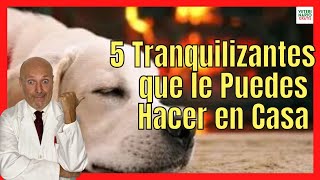 🟢 CÓMO HACER 5 TIPOS DE TRANQUILIZANTE PARA PERROS CASERO 🟢 [upl. by Doralin]