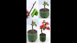 How to Grow Bougainvillea from Cutting propagating bougainvillea by simple cuttingshorts [upl. by Feenah732]