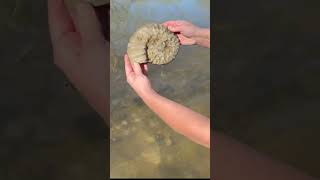 100 Million Year Old Ammonite Fossil Find [upl. by Peedus736]