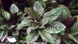 How to take care of a Calathea Plant  Donna Joshi [upl. by Russell]