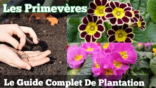 Les Primevères Le Guide Complet de Plantation [upl. by Anahs653]