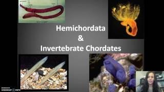 Hemichordates amp Invert Chordates [upl. by Cira272]