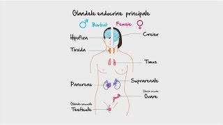 Biologie Glandele endocrine partea 1  WinSchool [upl. by Nylinej]