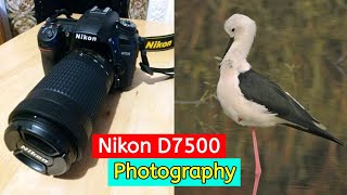 Nikon D7500 DSLR Camera Photography 18mm140mm LensNikon D7500 DSLR Camera Review4K Video Test [upl. by Uriisa]