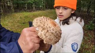 Comment reconnaître une coulemelle en forêt 🍄  Identifier facilement les champignons sauvages [upl. by Nabroc403]