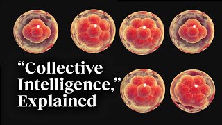 The beauty of collective intelligence explained by a developmental biologist  Michael Levin [upl. by Lucina298]