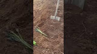 Planting Agri Tree agriculture farming amazing shorts [upl. by Corny]