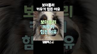 보더콜리 키우기 힘든 이유 [upl. by Irahk]