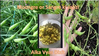 Radish Pod or Moongre or Sangri ki sabzi [upl. by Lehcim]