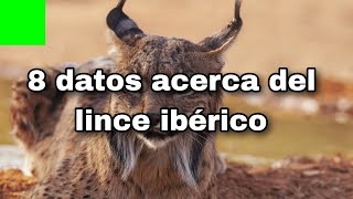 8 datos acerca del lince ibérico [upl. by Eceinert]