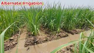 Alternate furrow Irrigation  water conservation technique  sustainable farming idea [upl. by Nylteak]