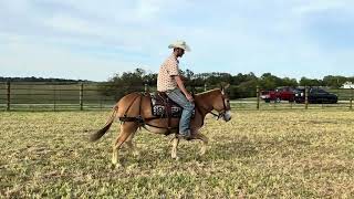 Eleanor  offered by Waugh Livestock [upl. by Faro]