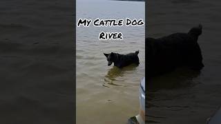 Cattle Dog vs Border Collie dog life [upl. by Aihsot]