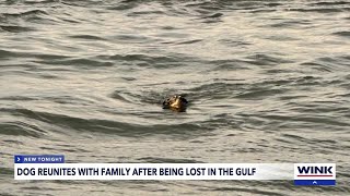 Dog rescued at sea off Fort Myers Beach by yachts crew and reunited with family [upl. by Terrence809]