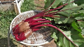 Growing Beets  Cylindra Cylindrical beets [upl. by Ayhtnic885]