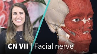 Anatomy Dissected Cranial Nerve VII facial nerve [upl. by Ogden696]