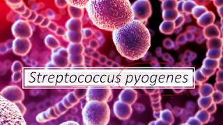 Microbiologia Médica Streptococcus pyogenes [upl. by Mohn473]