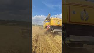 New Holland CX 6080 Harvester sunny time🌾🤩🌞 [upl. by Farr879]