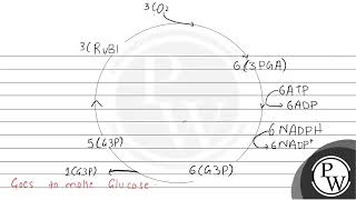 To make 100 molecules of glucose how many molecules of ATP \amp NADPH are required A 1800 and [upl. by Siloum]