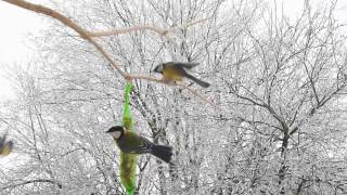 Heimische Vögel im Winter an der Fütterung [upl. by Jasik950]