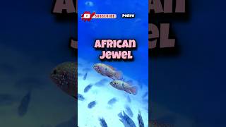 Jewels Of West Africa fish fishing aquarium cichlid pets animals travel jewelfish fishlover [upl. by Yasmeen]