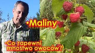 Maliny  zrób to aby mieć dużo smacznych owoców Pielęgnacja nawożenie cięcie malin [upl. by Saerdna539]