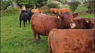 Stabiliser Commercial Herd Dispersal  Co Armargh [upl. by Dumm]