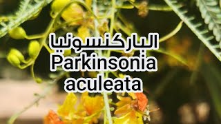 شجرة الباركنسونيا Parkinsonia aculeata [upl. by Tryck]