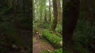 Dobson Loop  Tararua Ranges  Wellington  New Zealand hiking newzealandwalk [upl. by Igig]