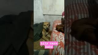 Lily care baby 🥰ytshort shourts doglover funny labrador [upl. by Fionnula267]