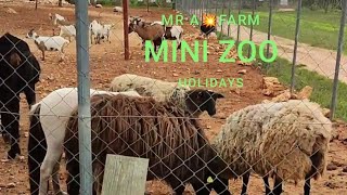 Farm Animals  Mini Zoo [upl. by Fillender486]