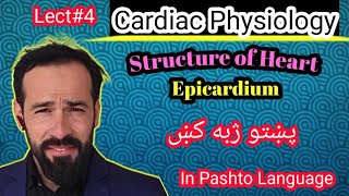 Le4 Physiology of Heart  Structure of heart  Layers of Heart  Structure of Epicardium [upl. by Philip]