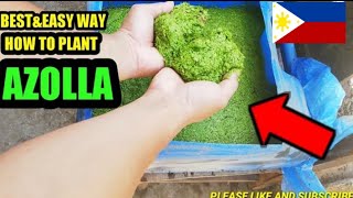 How to plant azolla  easy way to cultivate azolla [upl. by Arnaud]