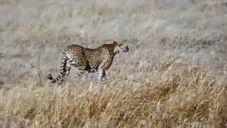 A Serengeti Safari 1969 [upl. by Caiaphas]