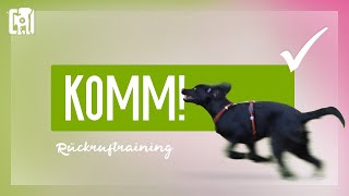 Rückruftraining  ein bombenfestes KOMM beibringen [upl. by Stanleigh]