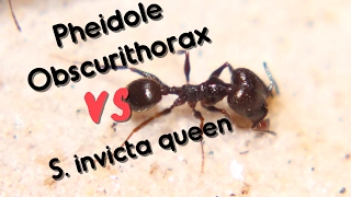 Pheidole obscurithorax VS Solenopsis invicta Queen [upl. by Catha]