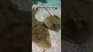 What the Heck Is a Guitarfish A Shark A Stingray Neither [upl. by Ykroc]