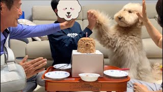 Funny Mealtime with a Super Genius Big Dog [upl. by Ahseikal]