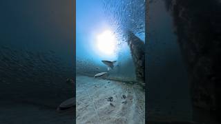 Fishing w a insta360 camera at the Okaloosa Island Pier in Destin Florida colorearth insta360 [upl. by Aikram]