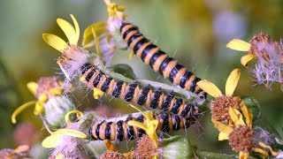 Cinnabar Moth caterpillars feeding on Ragwort UHD 4K [upl. by Ladonna890]