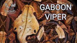 Deadly venomous Gaboon viper in the wild heavy snake with longest fangs in the world [upl. by Carmella]