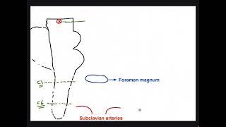 CN III in the Subarachnoid Space and its Important Clinical Associations [upl. by Eivets258]