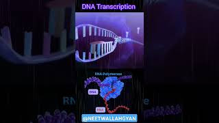 Genetics  Transcription of DNA 🧬🧬 NEET 2025 important portion [upl. by Weldon]