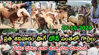 26102024 డోన్ సంతలో గొర్రెలు మేకల రేట్లు  Sheep amp Goat Market in Dhone  dhonemedia [upl. by Lottie]