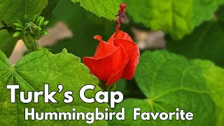 Turks Cap Plant  backyard pollinator garden  Texas Gulf Coast Zone 9b hummingbird nativeplants [upl. by Irmina]