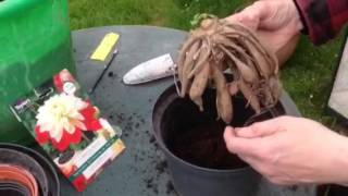 How to start Dahlia tubers [upl. by Aggri]