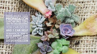 Succulent Propagation Growing Tips and Troubleshooting with Sucs for You [upl. by Llebanna]