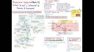 Bioquímica Molecular 2 Síntesis de novo y salvamento de Purinas y Pirimidinas ICG amp Sx LeschNyhan [upl. by Kciredohr145]