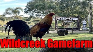 Lets Visit The Farm Of Wildcreek Gamefarm [upl. by Sul]