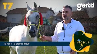 18 kuajt e Dyli Ranch të parët në Kosovë të racës së pastër arabe  gjesi  T7 [upl. by Arykahs488]